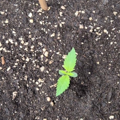 7 Punchi PURPLE PUNCH (photo) growlog timeline photo