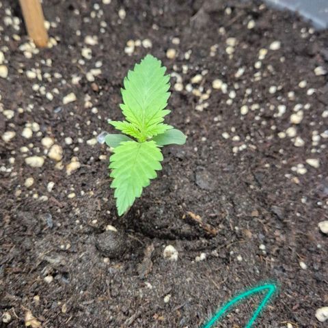 7 Punchi PURPLE PUNCH (photo) growlog timeline photo