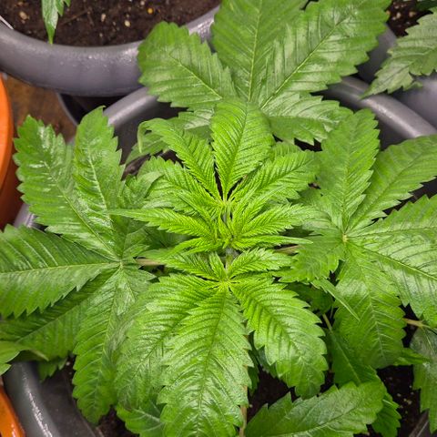 7 Punchi PURPLE PUNCH (photo) growlog timeline photo