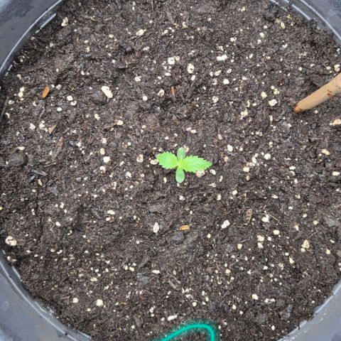 7 Punchi PURPLE PUNCH (photo) growlog timeline photo