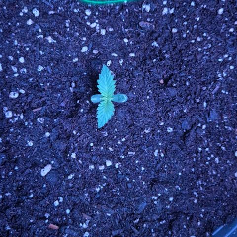 7 Punchi PURPLE PUNCH (photo) growlog timeline photo