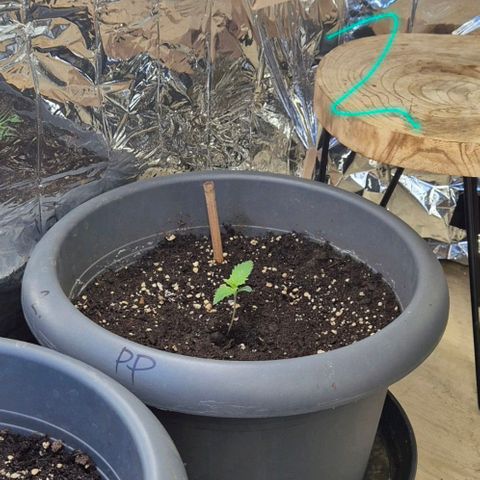 7 Punchi PURPLE PUNCH (photo) growlog timeline photo
