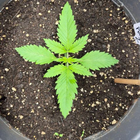 7 Punchi PURPLE PUNCH (photo) growlog timeline photo