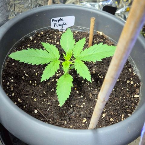 7 Punchi PURPLE PUNCH (photo) growlog photo: 11 liter Topf 