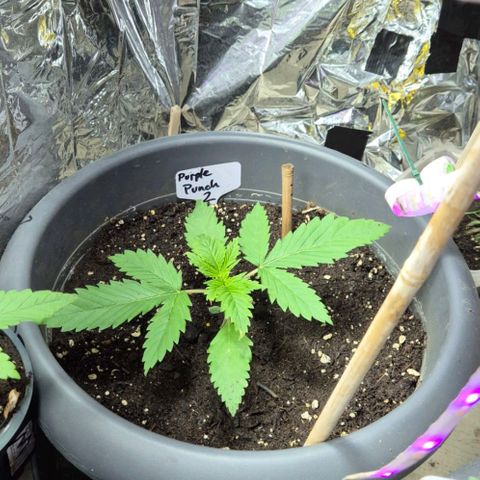 7 Punchi PURPLE PUNCH (photo) growlog photo: 11L Topf 