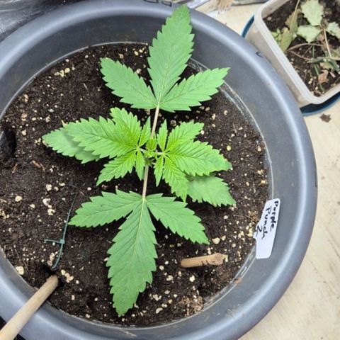 7 Punchi PURPLE PUNCH (photo) growlog photo: 11L Topf 