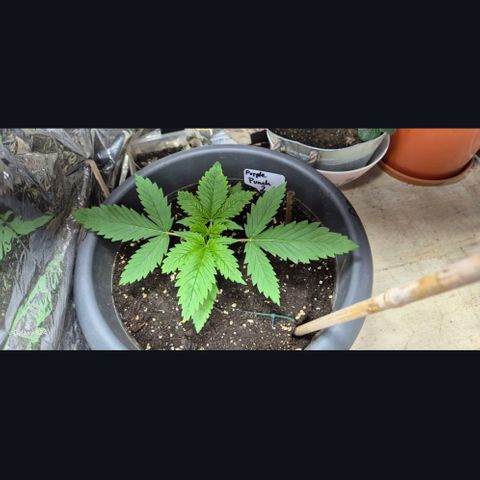 7 Punchi PURPLE PUNCH (photo) growlog photo: 11L Topf 