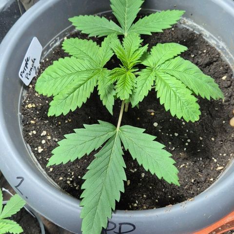 7 Punchi PURPLE PUNCH (photo) growlog photo: 11 L Topf