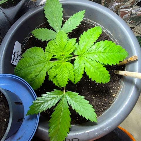 7 Punchi PURPLE PUNCH (photo) growlog timeline photo
