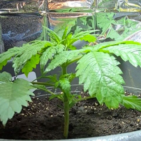 7 Punchi PURPLE PUNCH (photo) growlog timeline photo