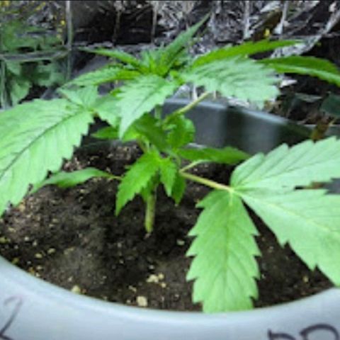7 Punchi PURPLE PUNCH (photo) growlog photo: 11 L Topf