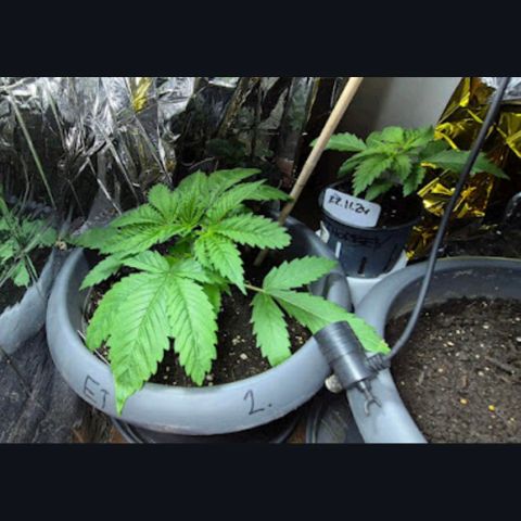 7 Punchi PURPLE PUNCH (photo) growlog photo: 11 L Topf