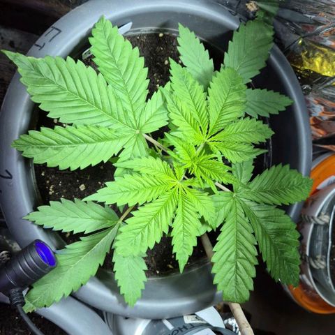 7 Punchi PURPLE PUNCH (photo) growlog photo: 11 L Topf 