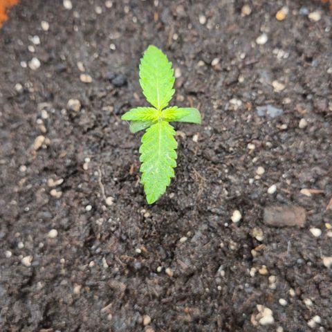 Karli - SHISKABERRY (auto) growlog photo: 11L  Topf