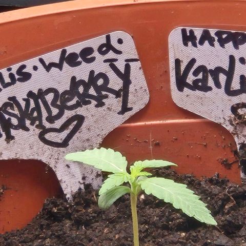 Karli - SHISKABERRY (auto) growlog timeline photo