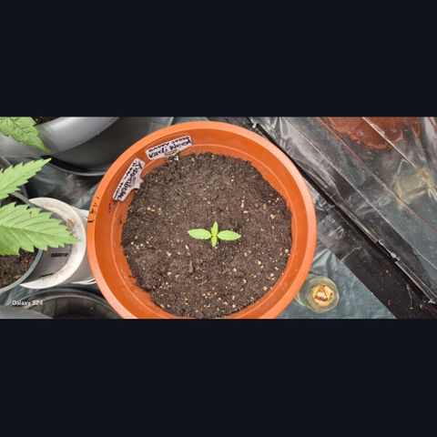 Karli - SHISKABERRY (auto) growlog timeline photo