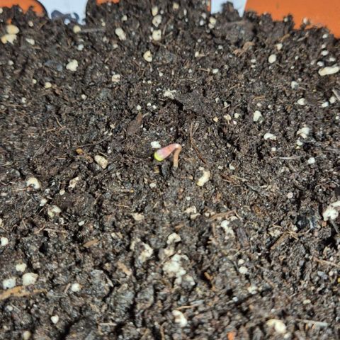 Karli - SHISKABERRY (auto) growlog timeline photo
