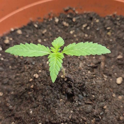 Karli - SHISKABERRY (auto) growlog timeline photo