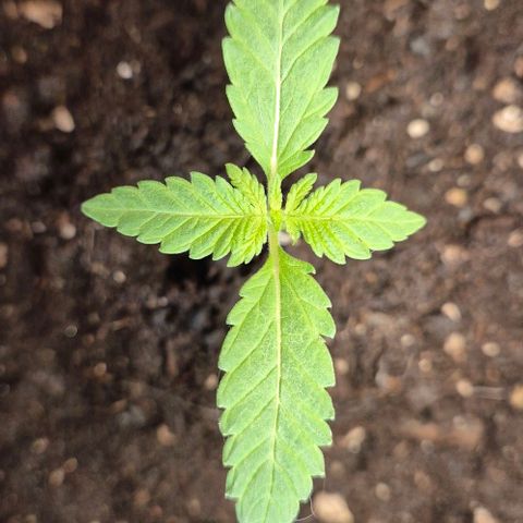 Karli - SHISKABERRY (auto) growlog timeline photo