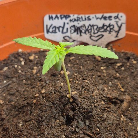 Karli - SHISKABERRY (auto) growlog timeline photo