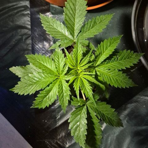 Puple punch  6 growlog timeline photo