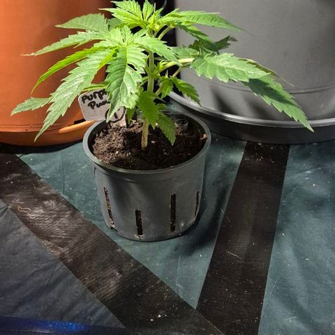 Puple punch  6 growlog timeline photo