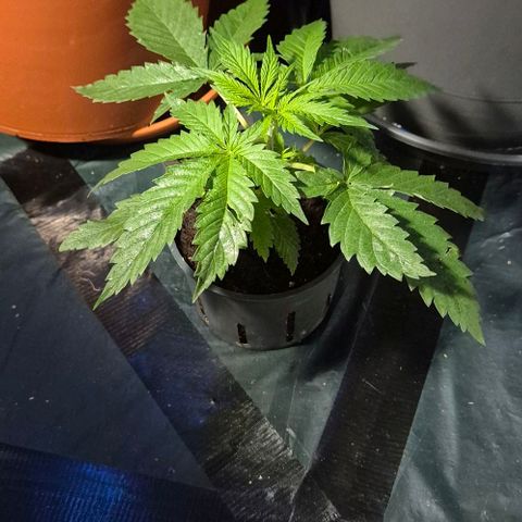Puple punch  6 growlog timeline photo