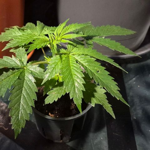 Puple punch  6 growlog timeline photo