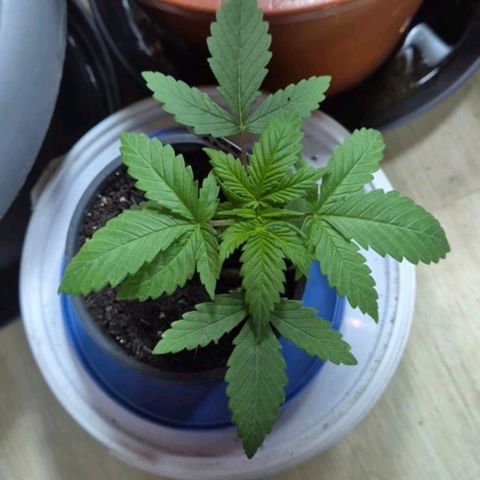 Puple punch  6 growlog timeline photo