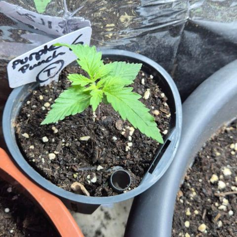 Puple punch  6 growlog timeline photo