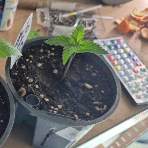 Puple punch  6 growlog timeline photo