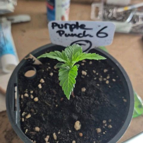 Puple punch  6 growlog timeline photo