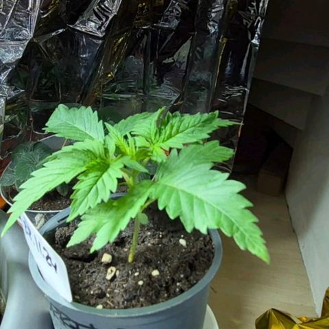 Puple punch  6 growlog timeline photo