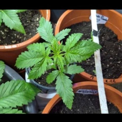 Puple punch  6 growlog timeline photo