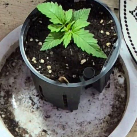 Puple punch  6 growlog timeline photo