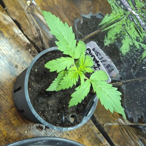 Puple punch  6 growlog timeline photo