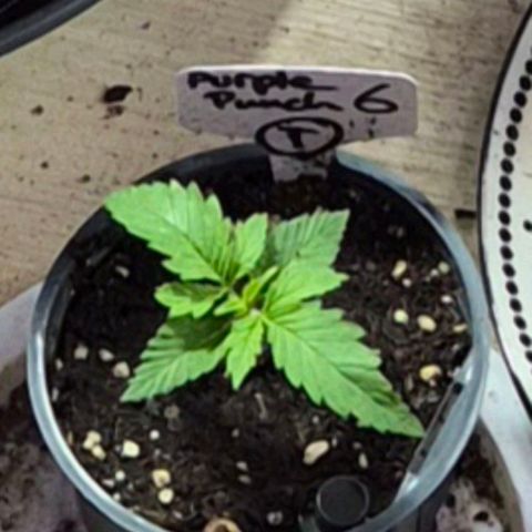 Puple punch  6 growlog timeline photo