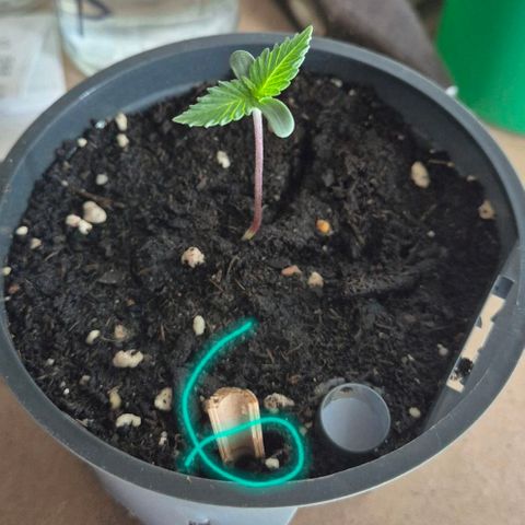 Puple punch  6 growlog timeline photo
