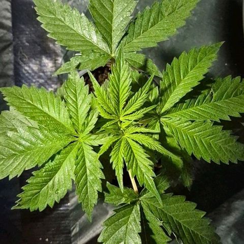 Puple punch  6 growlog timeline photo