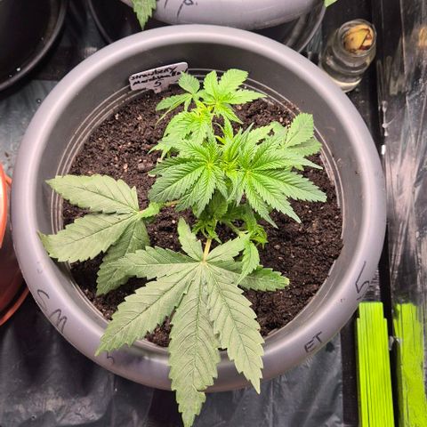 Strawberry Marshmallow growlog photo: Beschnitten 