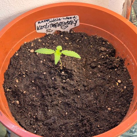 Karli - SHISKABERRY (auto) growlog timeline photo