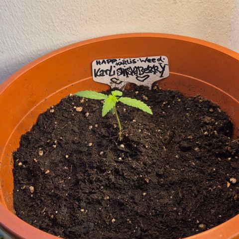 Karli - SHISKABERRY (auto) growlog timeline photo