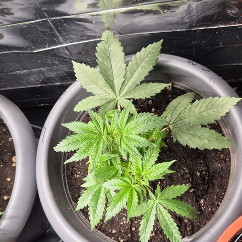 Strawberry Marshmallow growlog photo: Beschnitten 