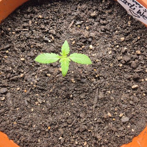 Karli - SHISKABERRY (auto) growlog timeline photo