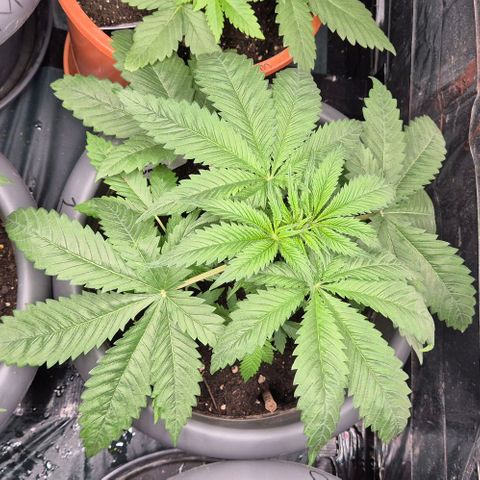 7 Punchi PURPLE PUNCH (photo) growlog timeline photo