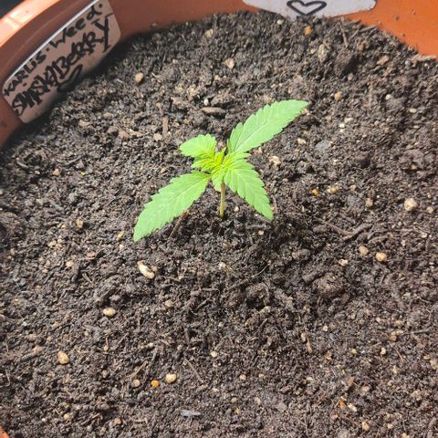 Karli - SHISKABERRY (auto) growlog timeline photo