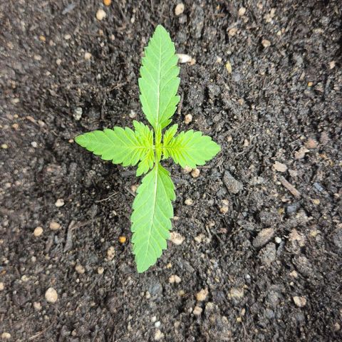 Karli - SHISKABERRY (auto) growlog timeline photo