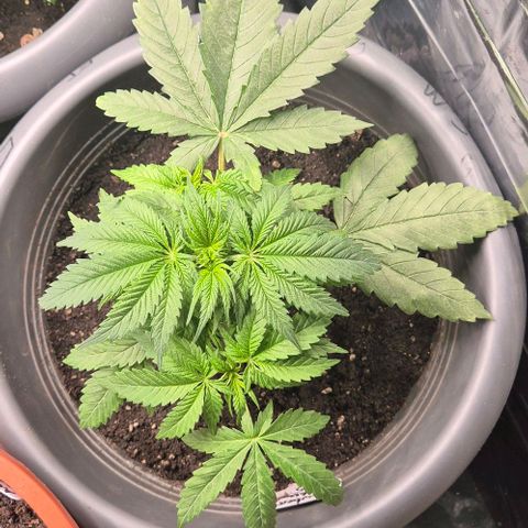 Strawberry Marshmallow growlog timeline photo