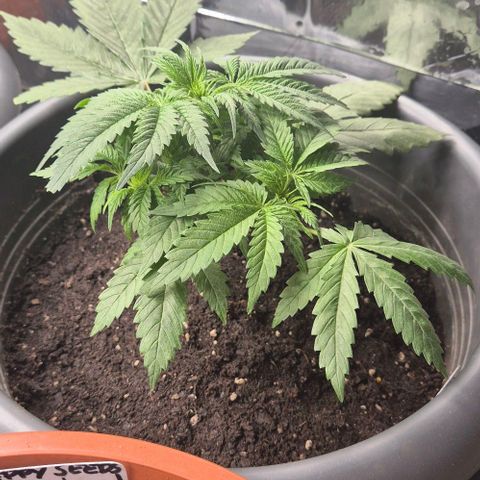 Strawberry Marshmallow growlog timeline photo
