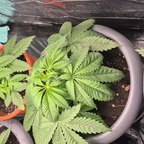 7 Punchi PURPLE PUNCH (photo) growlog timeline photo